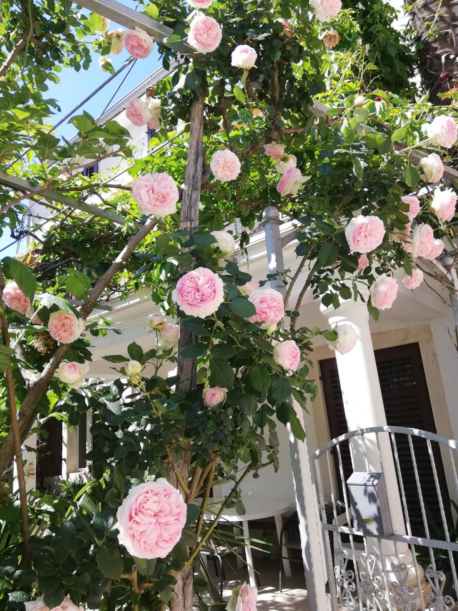 Apartments Renata - Brseč מראה חיצוני תמונה